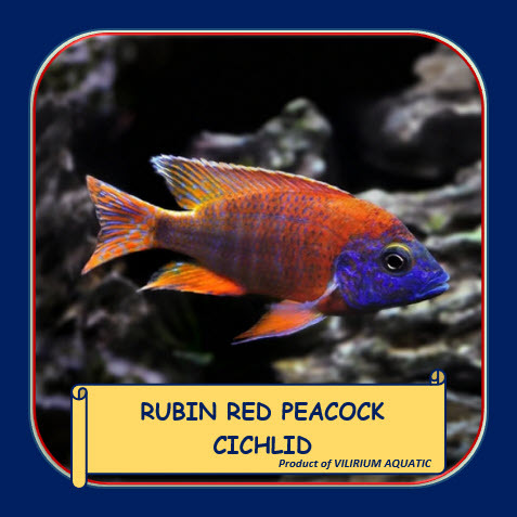 IKAN HIAS AIR TAWAR - RED RUBIN CICHLID / RUBIN RED PEACOCK (±8cm)