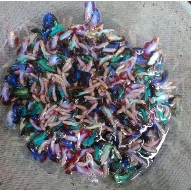 Obat Herbal Perawatan Bibit Cupang Anakan Cupang Hias Halfmoon Dekorasi Aquarium