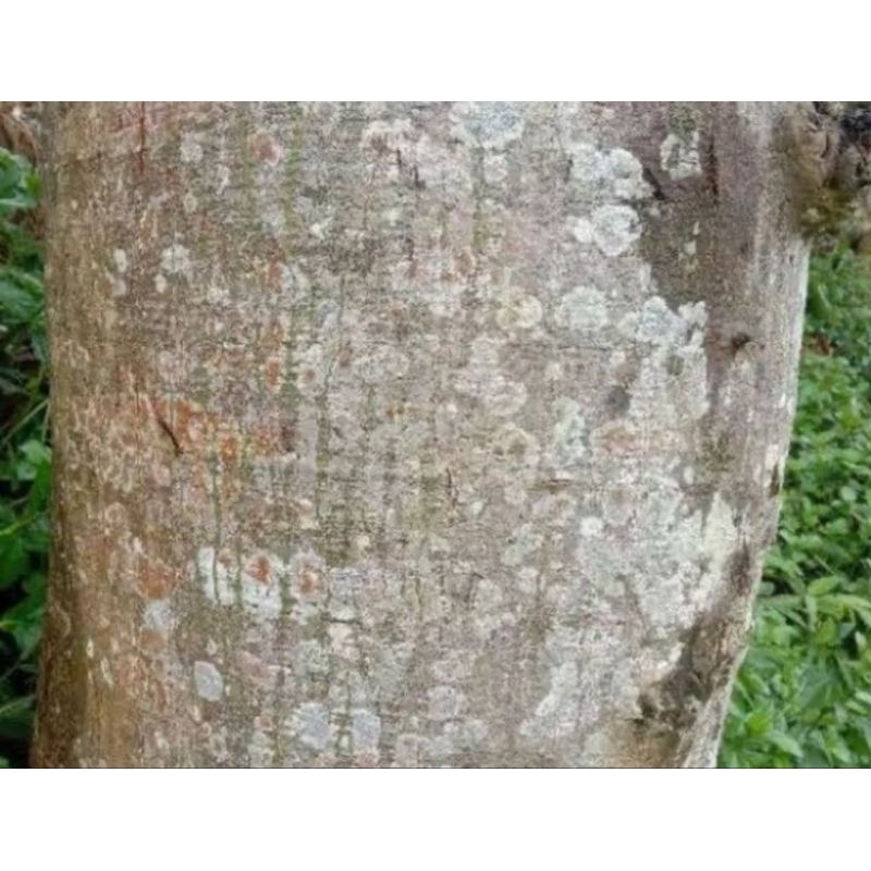 

Jual kulit pohon randu segar 500 gram-az