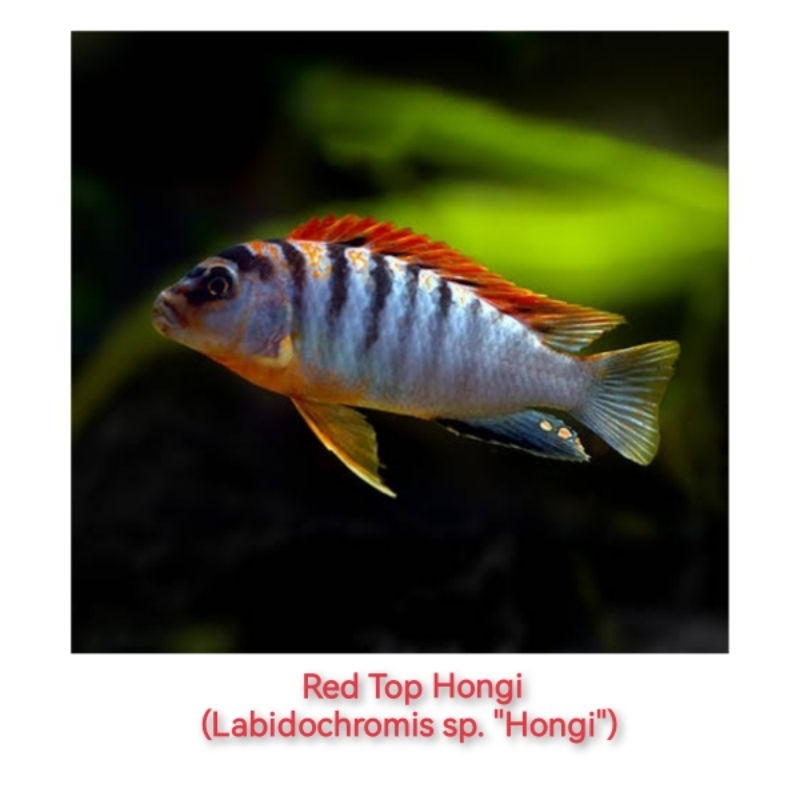 Red Top Hongi Cichlid (Labidochromis sp.)