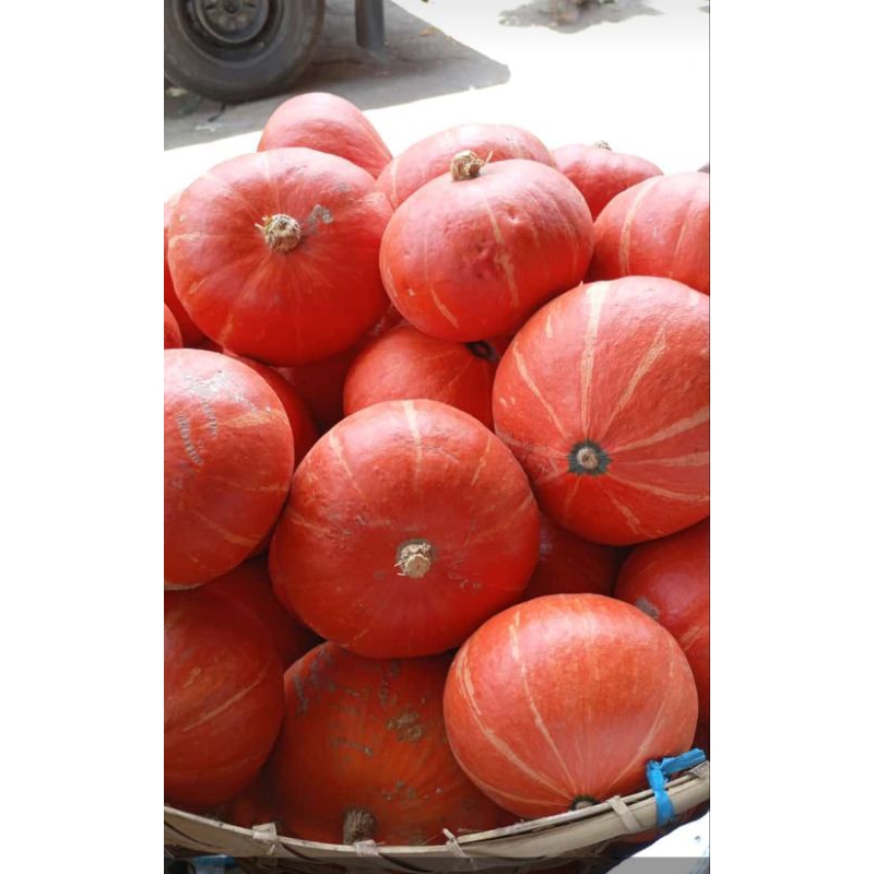 

Labu Kabocha labu jepang pumkin 1 biji/1 glundung