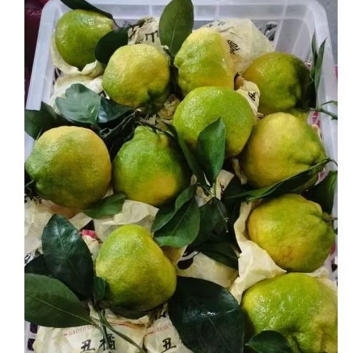 

Jeruk Dekopon Per Kg