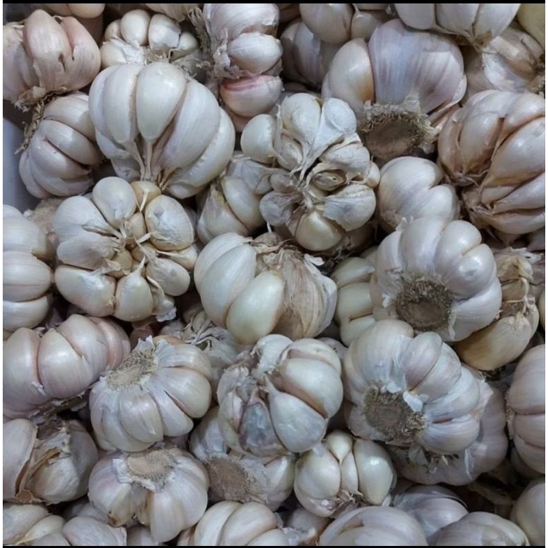 

Bawang Putih Murah 250gr - 500gr - 1kg