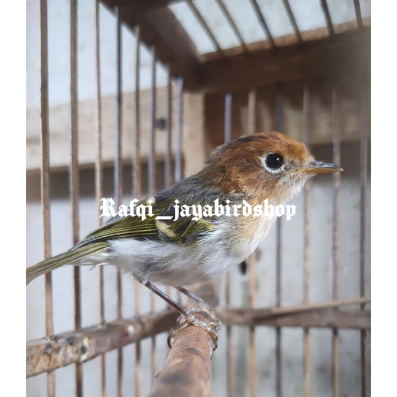 BURUNG KECIL CIKRAK MAHKOTA JANTAN