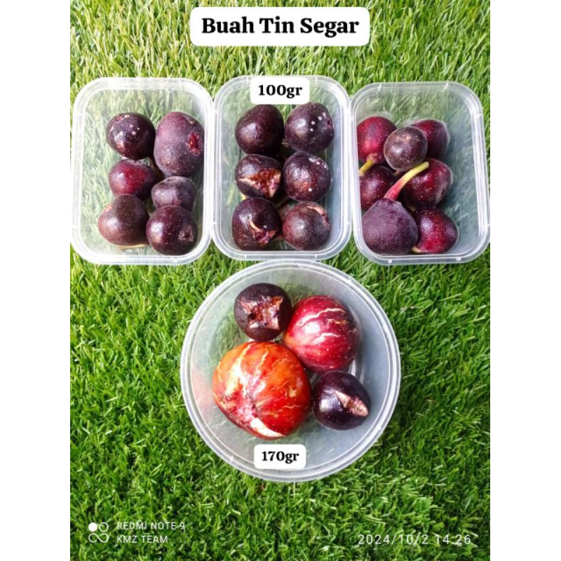 

Buah Tin Segar (Khusus Instan Kurir)
