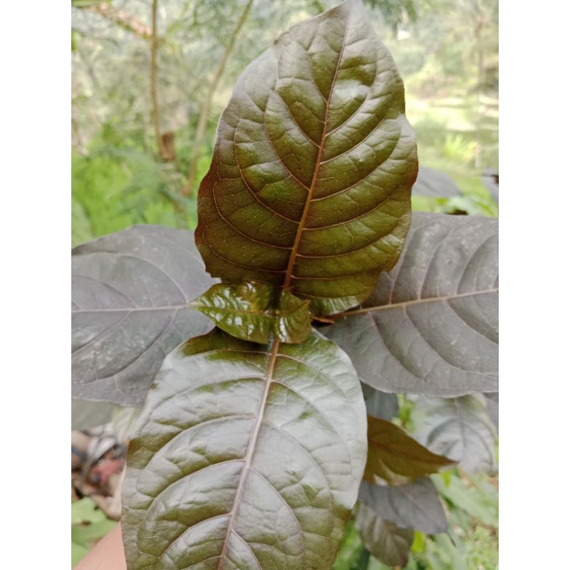 

JUAL DAUN HANDELEM UNGU SEGAR PRES 250GRAM