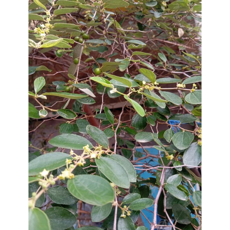

Daun Bidara Arab / Sidr segar fresh baru petik dari pohon