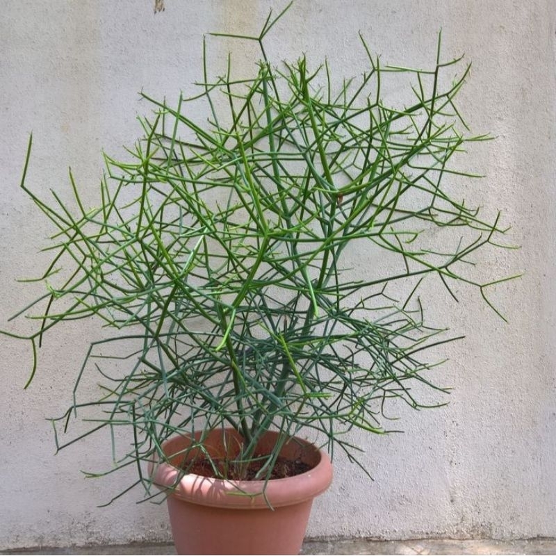 Tanaman Herbal Daun Patah Tulang