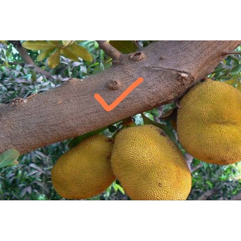 

Jual kulit pohon nangka segar fresh 250 gram