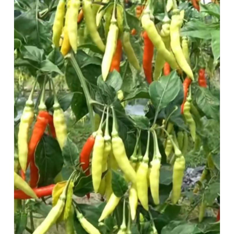 50 Butir - BENIH CABAI RAWIT MARUYUNG ( Kemasan Repack  )