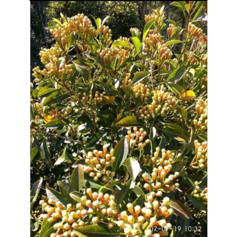 bibit cengkeh unggul zanzibar putih/merah pilihan