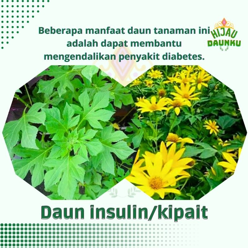 

Daun Insulin Herbal Segar Kipait Paitan Fresh Yakon Obat Ampuh Diabetes