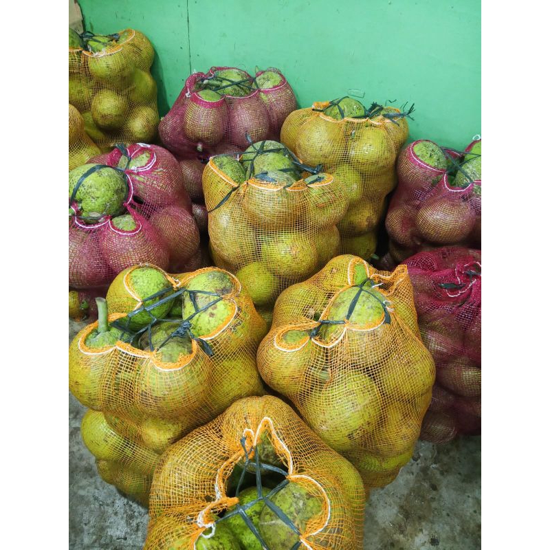 

Sukun per biji 1pcs harga 1 buah/biji