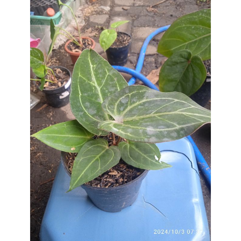 anthurium Red of Java x Red spider