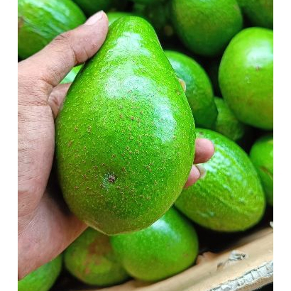 

ALPUKAT MENTEGA REGULER 1 kg isi 6 - 7 BUAH PULEN LEGIT GURIH