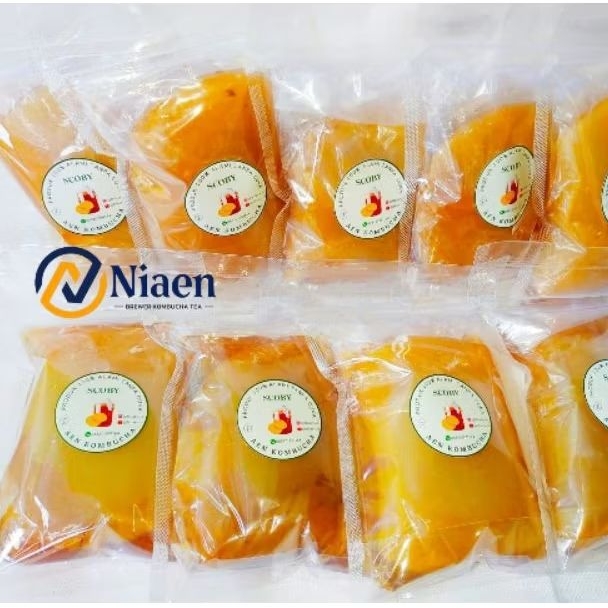 JAMUR SCOBY/JAMUR DIPO/JAMUR KOMBUCHA