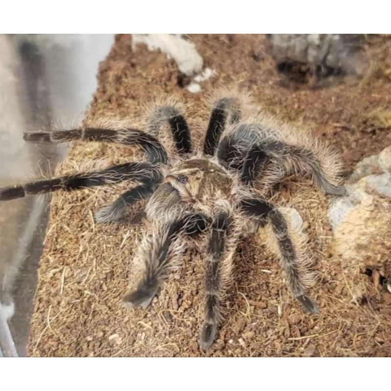 Kartu tarantula Tliltocatl albopilosus/Brachypelma albopilosum - sling