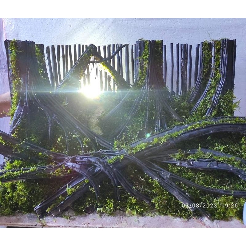 Hardscape jungle aquascape siap pakai buat tank 60.30.30.cm sudah diplanting mossjava