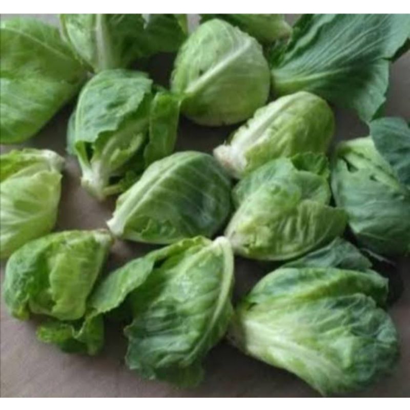 

CERIWIS/TUNASKUBIS/BABYKOL/CECEWIS