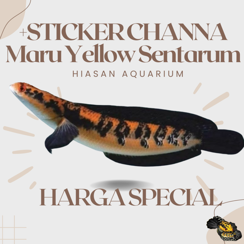 

+Sticker Borongan YELLOW SENTARUM 10 ekor partai