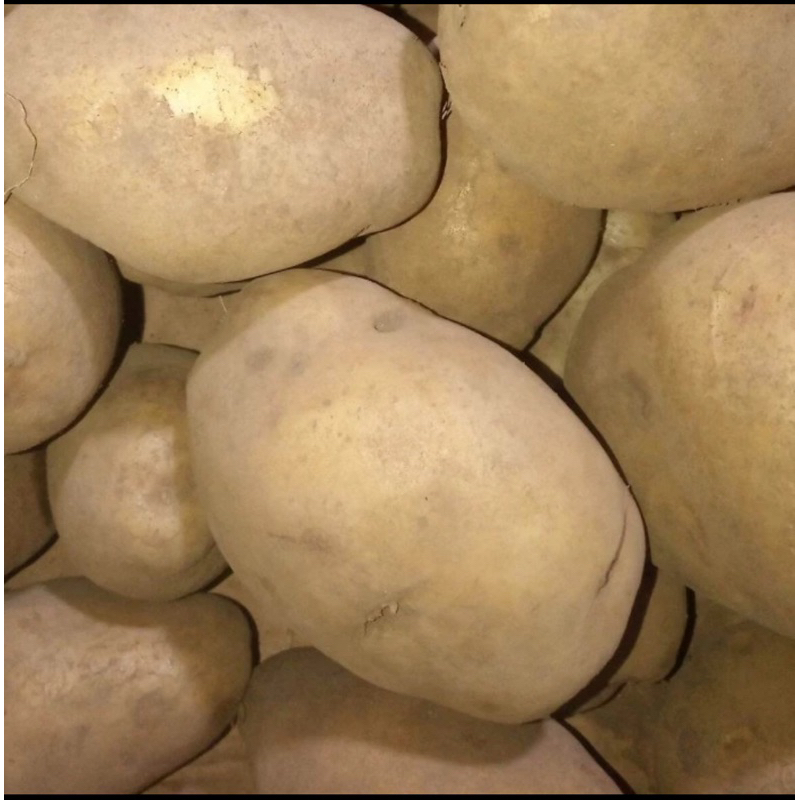 

kentang madu krispi PO