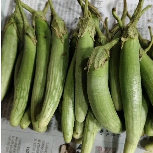 

Terong Telunjuk Khas Medan / Terong Telunjuk Segar