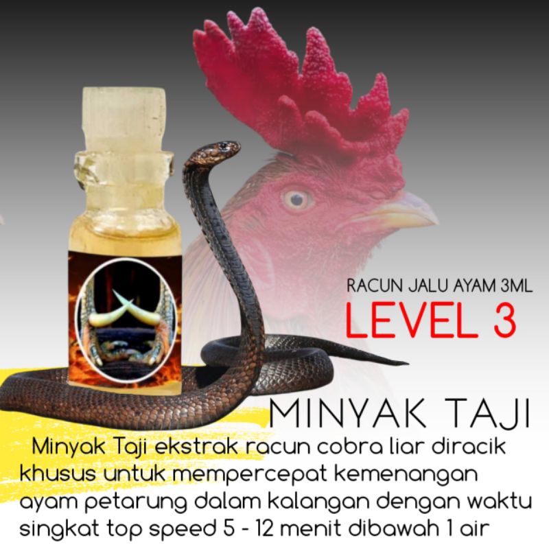 ayam bangkok pukul perusak Pama Mangon birma racun Jalu level 3