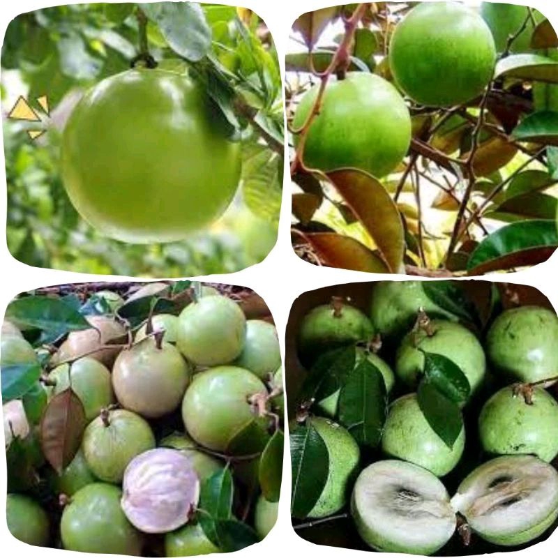 

Buah kenitu segar fresh/sawo hijau/sawo susu 500 gram petik langsung