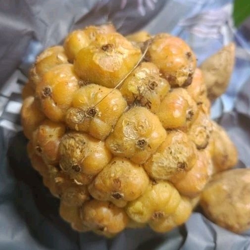 

Asam Cikala / Buah Kecombrang Segar 250gram