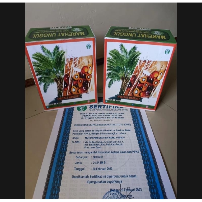 Benih Sawit unggul PPKS MARIHAT DUMPY Buah besar