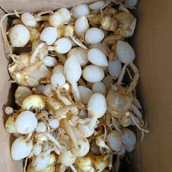 

Kunyit Putih Segar 500gram