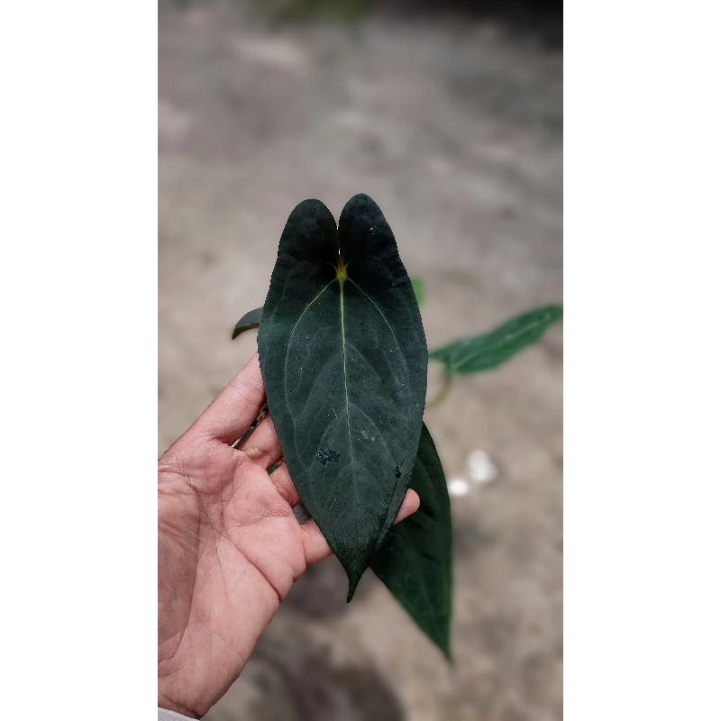 Anthurium Forgetti x Fs