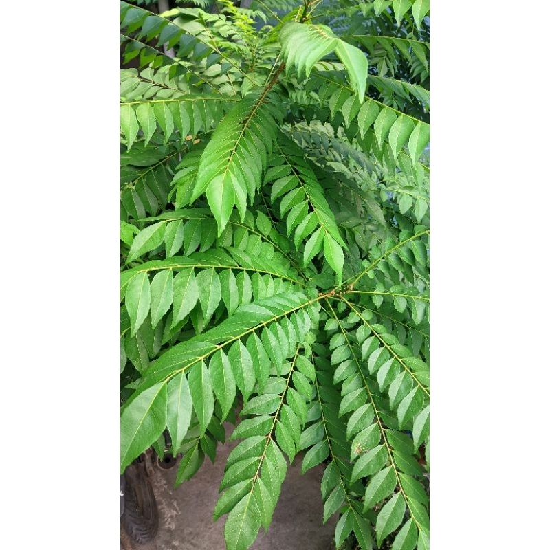 

Daun Kari/ Salam Koja/ Temurui Segar, Fresh baru dipetik dari pohon