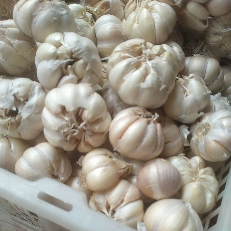 

bawang putih 1kg bersih