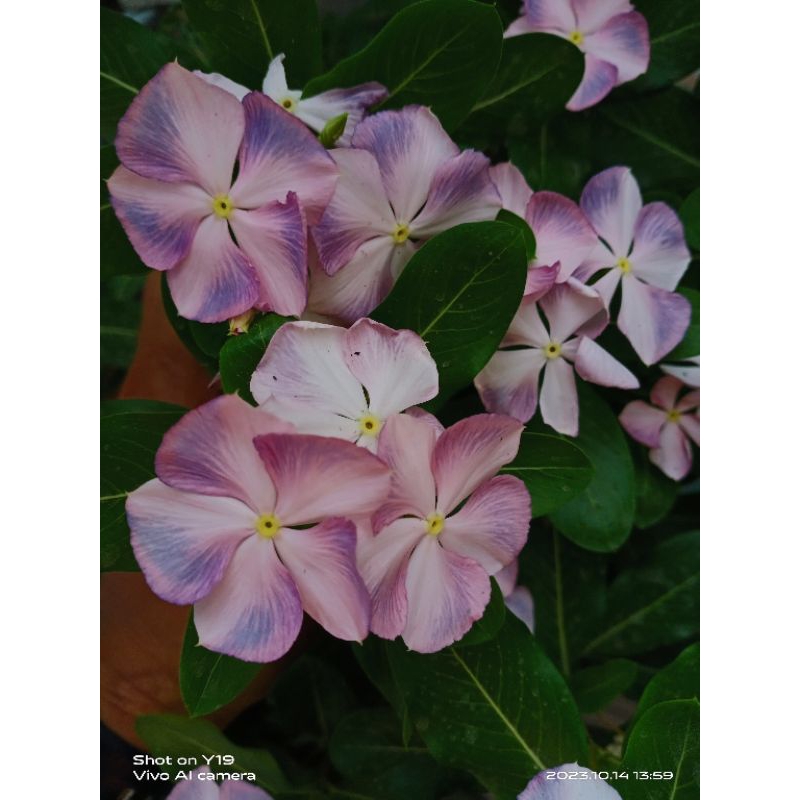 Biji Vinca jepang Summer cool