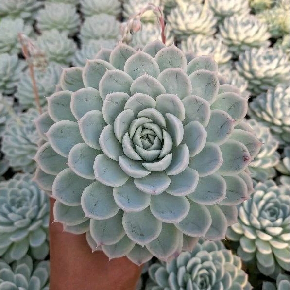 KAKTUS SKULEN echeveria artic ice elegans jumbo
