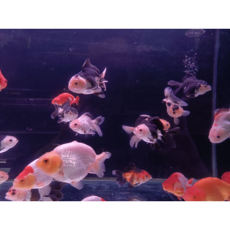 Ikan Hias Aquarium Koki / Ikan Koki Mix