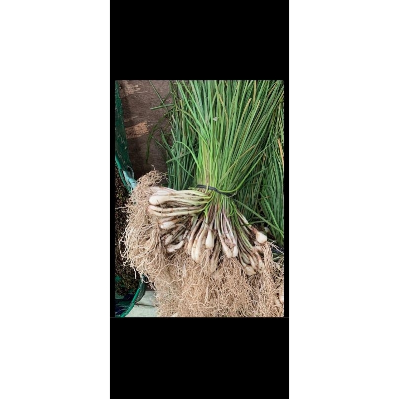 

bawang batak buat arsik 2 ikat