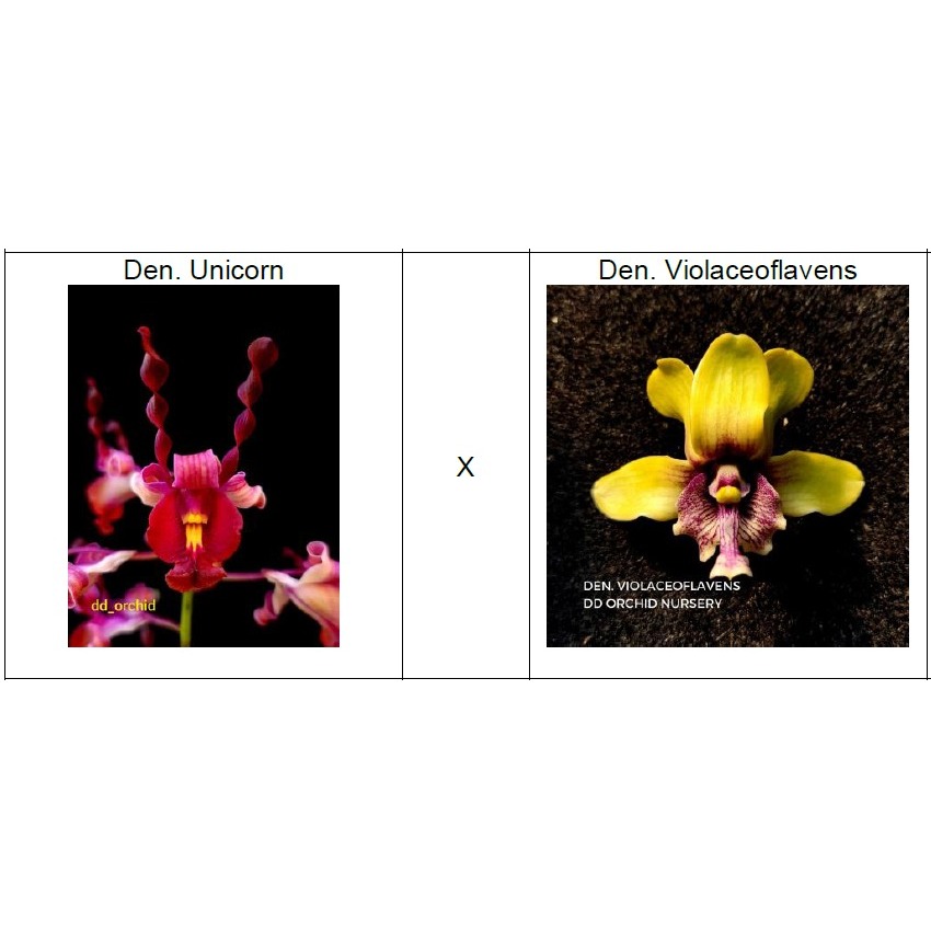 Anggrek Dendrobium Keriting Plant Dewasa