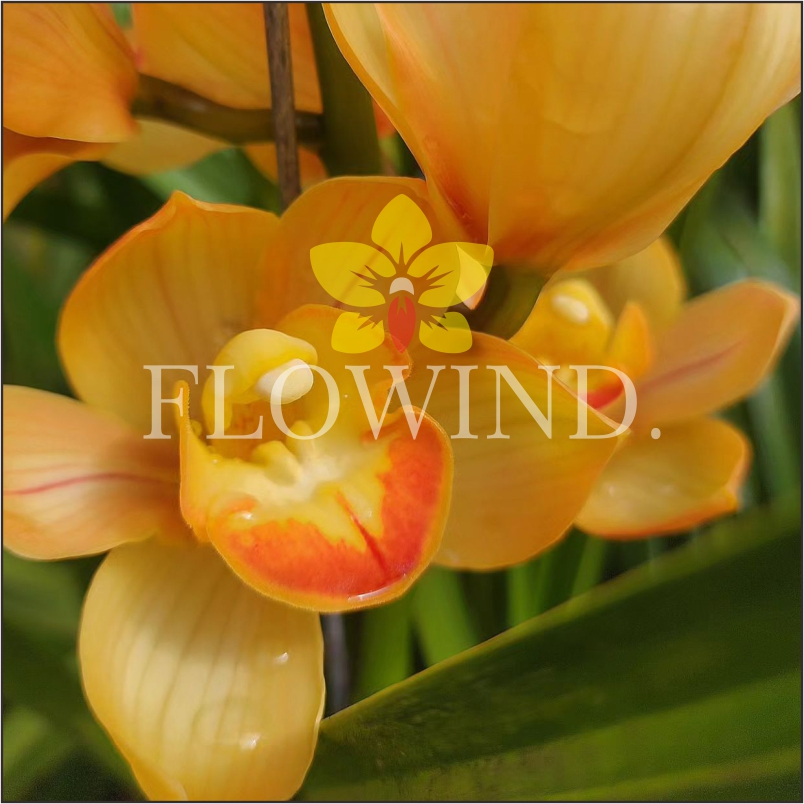 Anggrek Tanah Cymbidium Aussie Mighty Sunset Jerry Dewasa Siap Berbunga