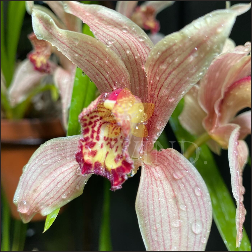 Anggrek Tanah Cymbidium Aussie Kimberley Splash TeePee Dewasa Siap Berbunga