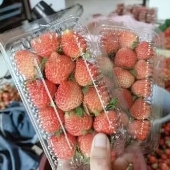 

strawbery fresh segar 1 pack 250 gram