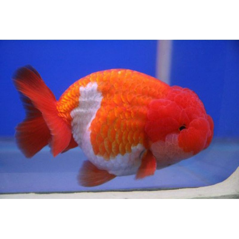 

KOKI RANCHU SUPER GEMOY GRADE A+