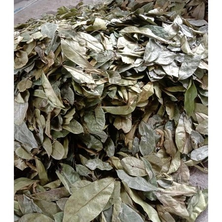 

Daun Sirsak Kering 50gr