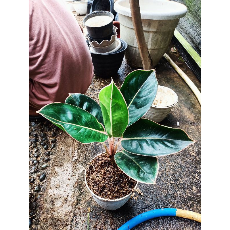 AGLONEMA LIPSTIK FLAMINGGO