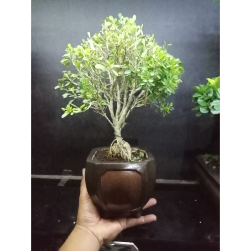 bonsai Saeng simbur tanpa duri sesuai dengan gambar