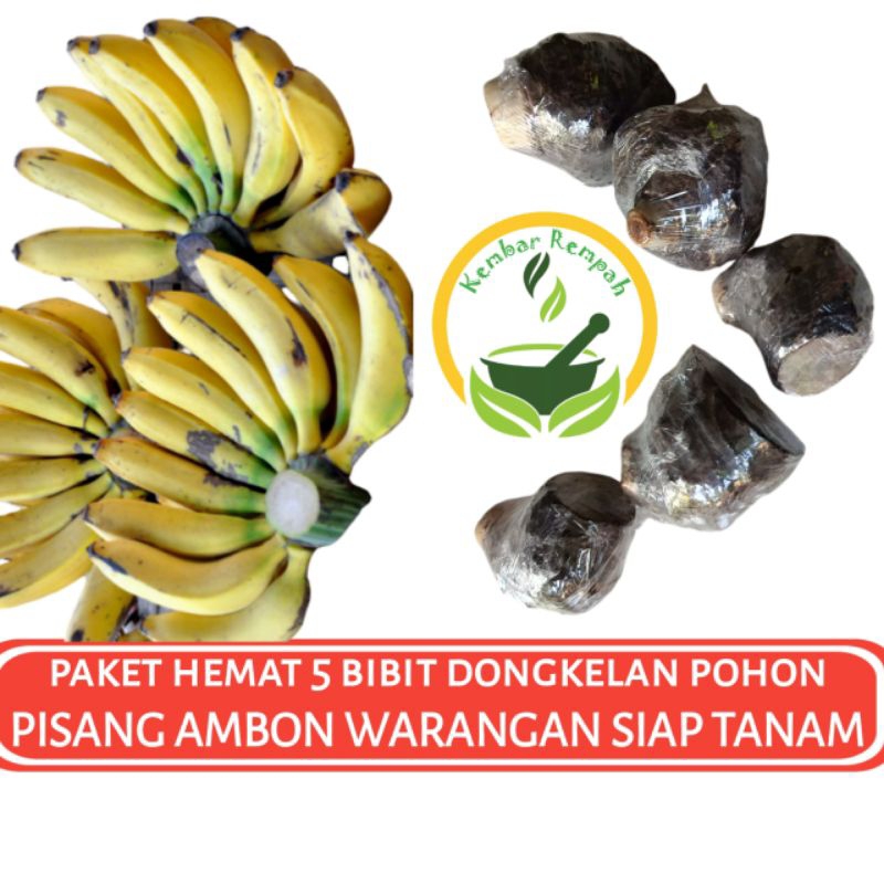 Paket Hemat 5 Bibit Bonggol Pohon Pisang Ambon Warangan Dongkelan Pohon Pisang Ambon Warangan Siap S