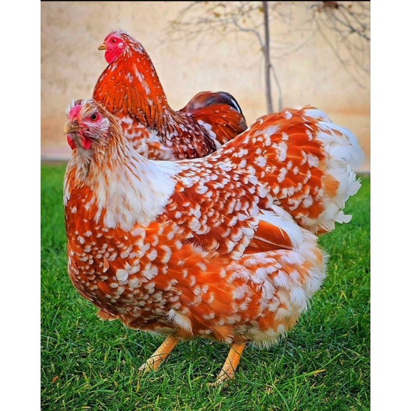 

Telur Tetas Ayam Wyandotte Telur Fertil Ayam Wyandotte 100% Pureline Original