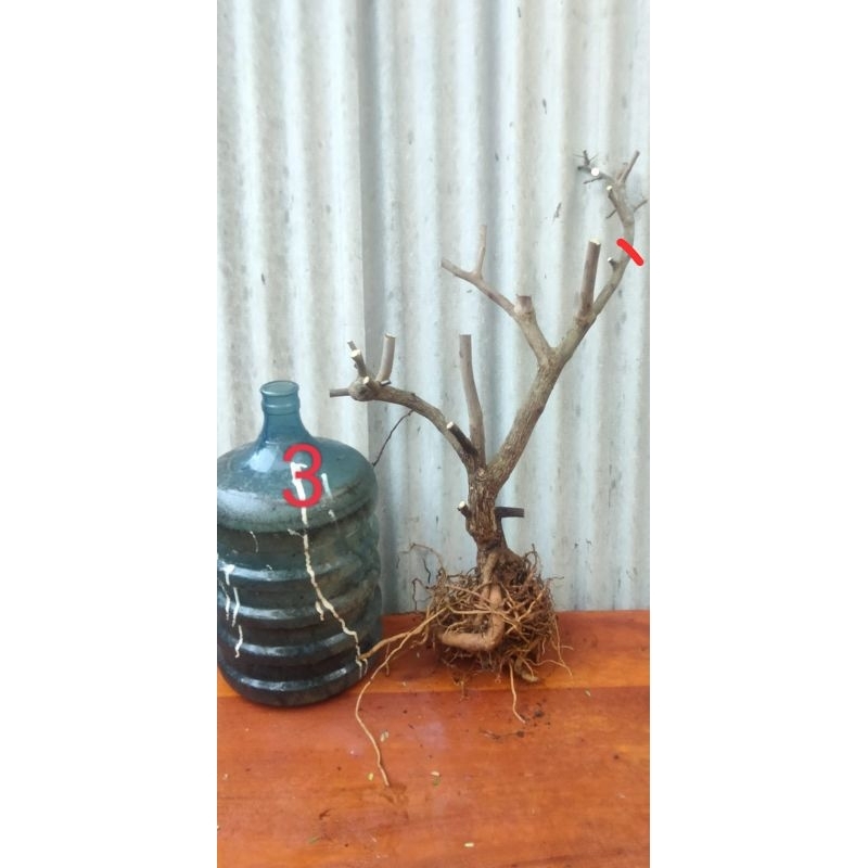 bonggol bugenvil lokal untuk bahan sambung/grafiting