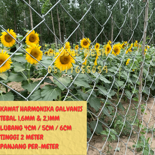 Kawat Pagar Harmonika Galvanis Tebal Kawat 1,6MM & 2,1MM Tingg 2 Meter